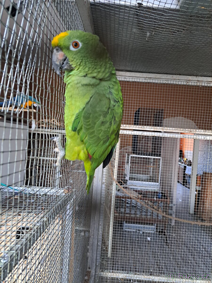 Amazoňan surinamský