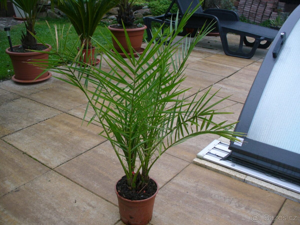 Datlovník kanárský