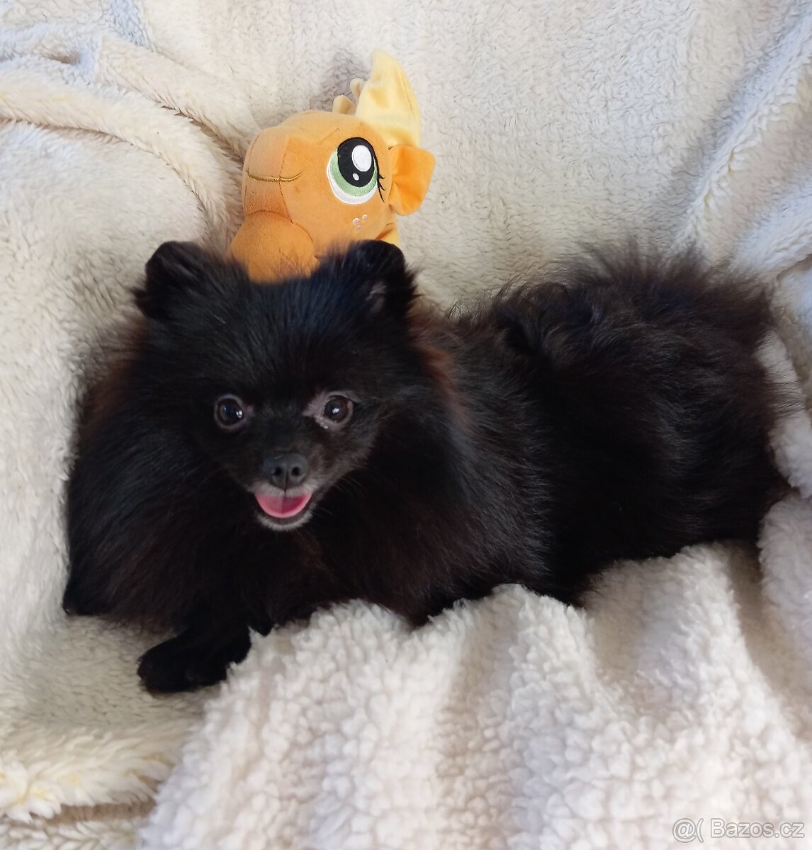 Pomeranian, černá fenečka bez PP.