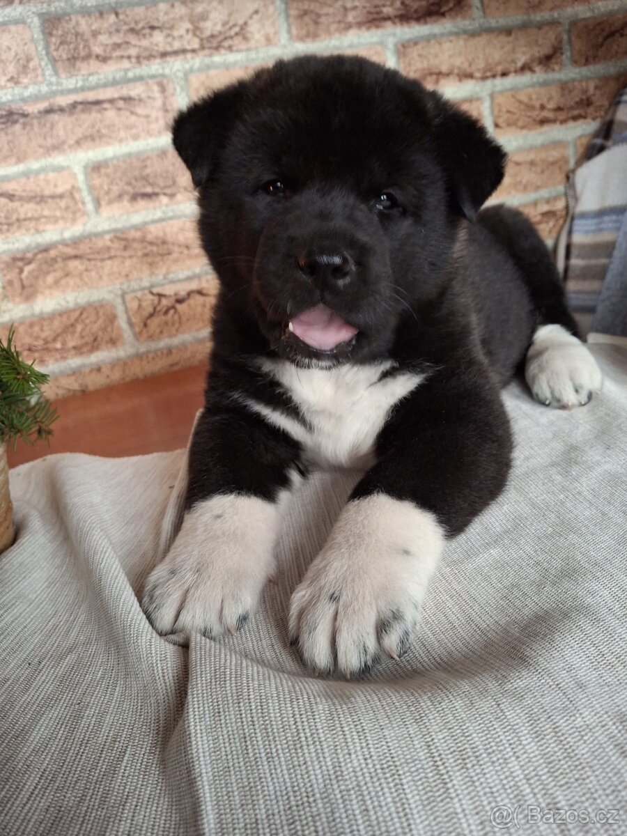 Štěňátka americká akita