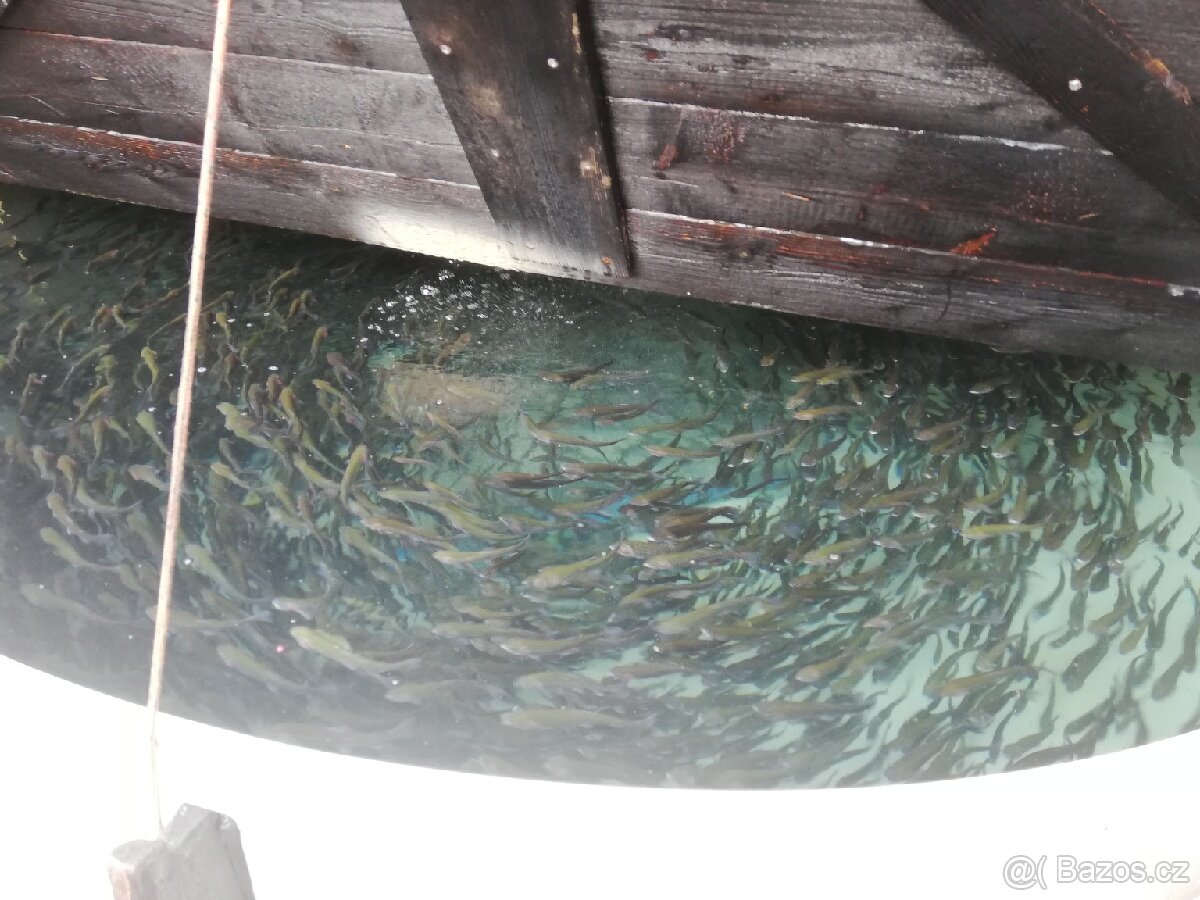 Nasada Pstruh duhový