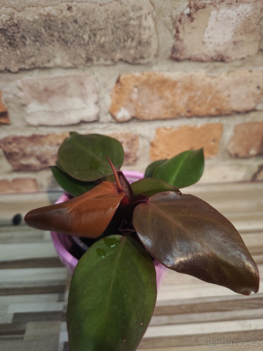 Philodendron ‘Red Sun’
