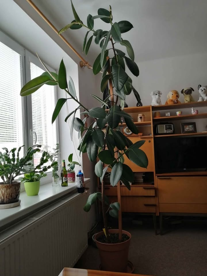 Vysoký fíkus