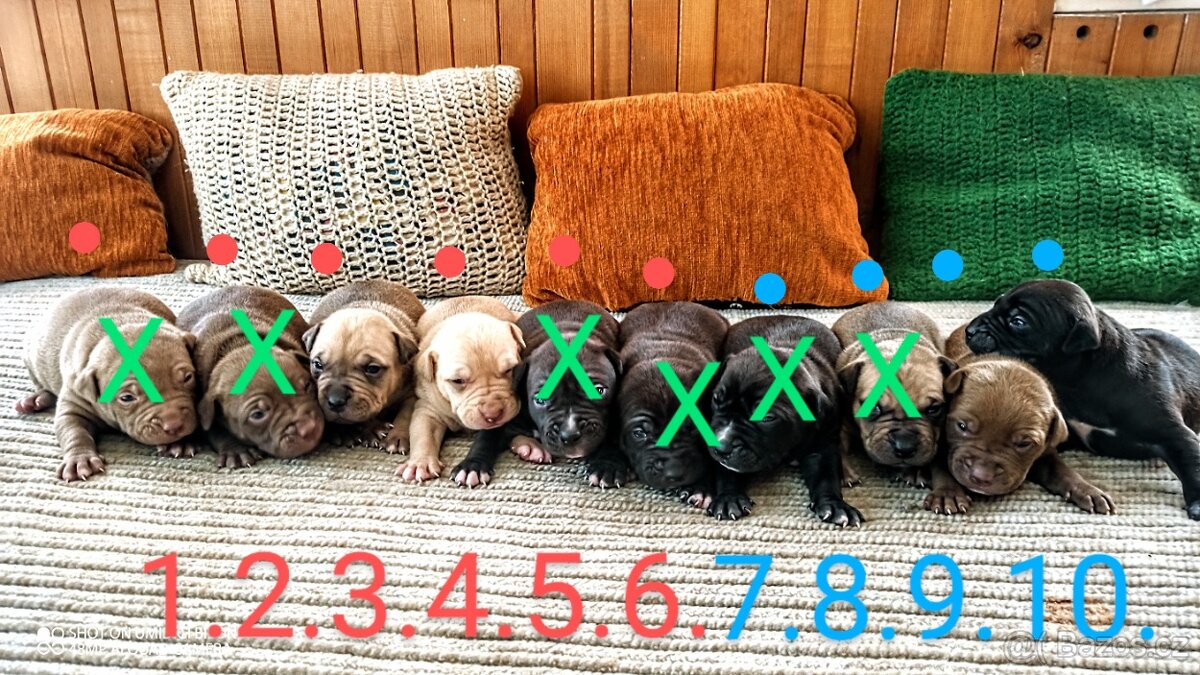 štěňata Pitbull,Americký Pitbull teriér