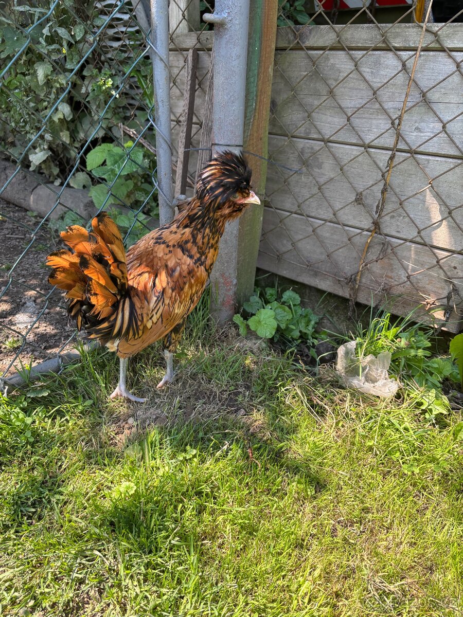Paduanky zdrobněle Kohouti