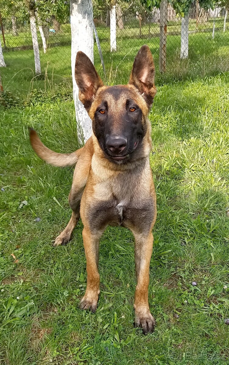 Belgický ovčák Malinois s PP