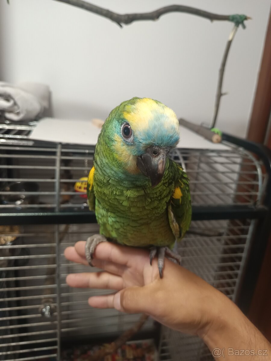 Amazonan modrocely