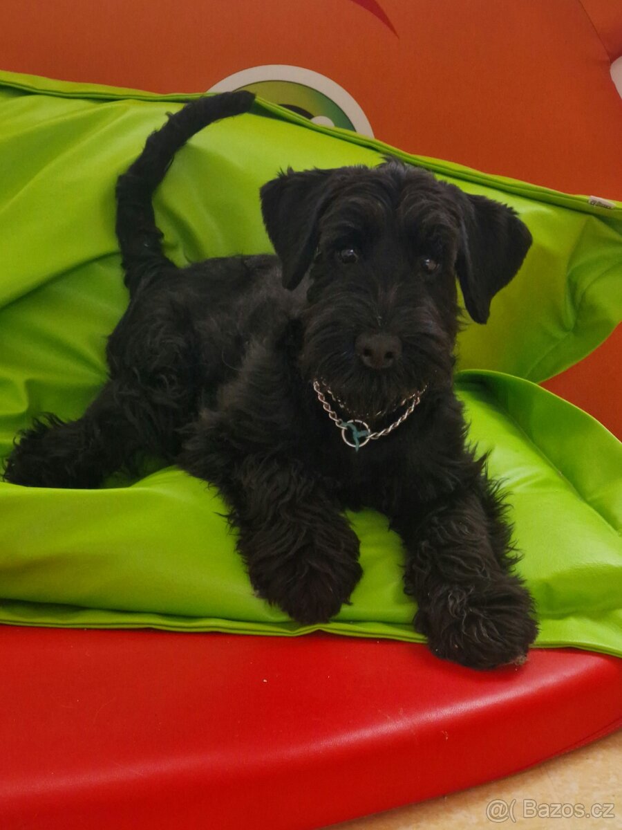 Knirač střední černý štěňatka