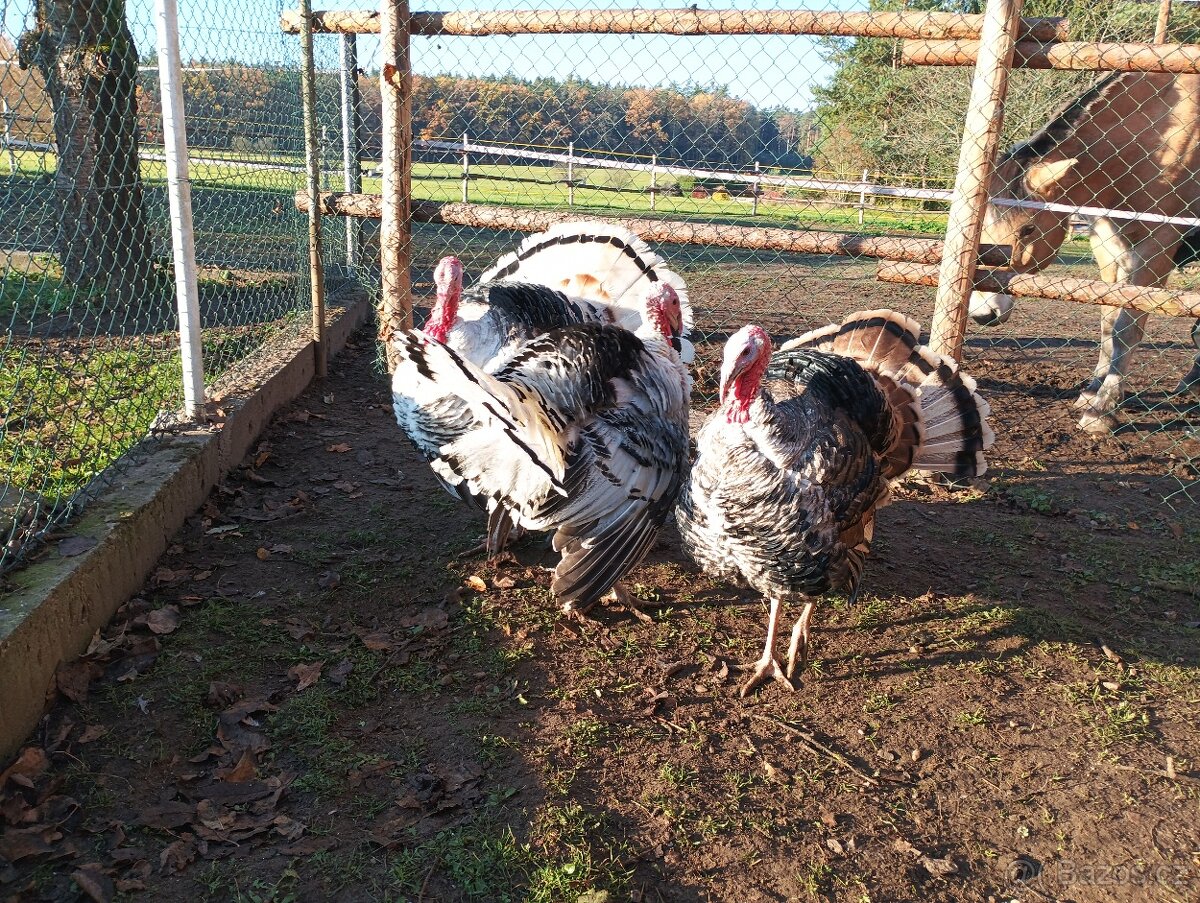 Krocan -krůta bronzová