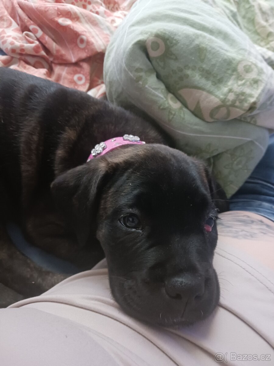 Cane corso
