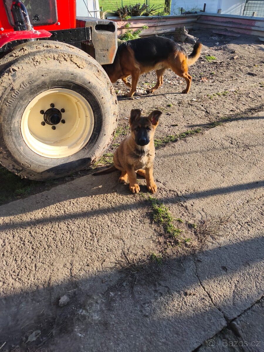 Německý ovčák  bez PP