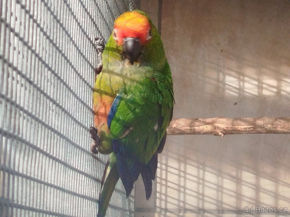 ARATINGA ZLATOHLAVÝ