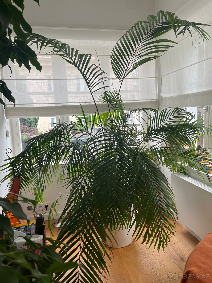 Prodám pokojovou květinu