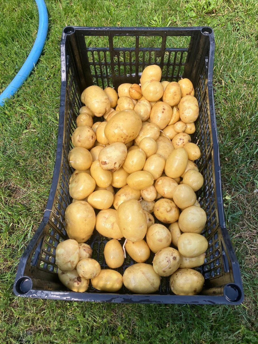 brambory možný dovoz