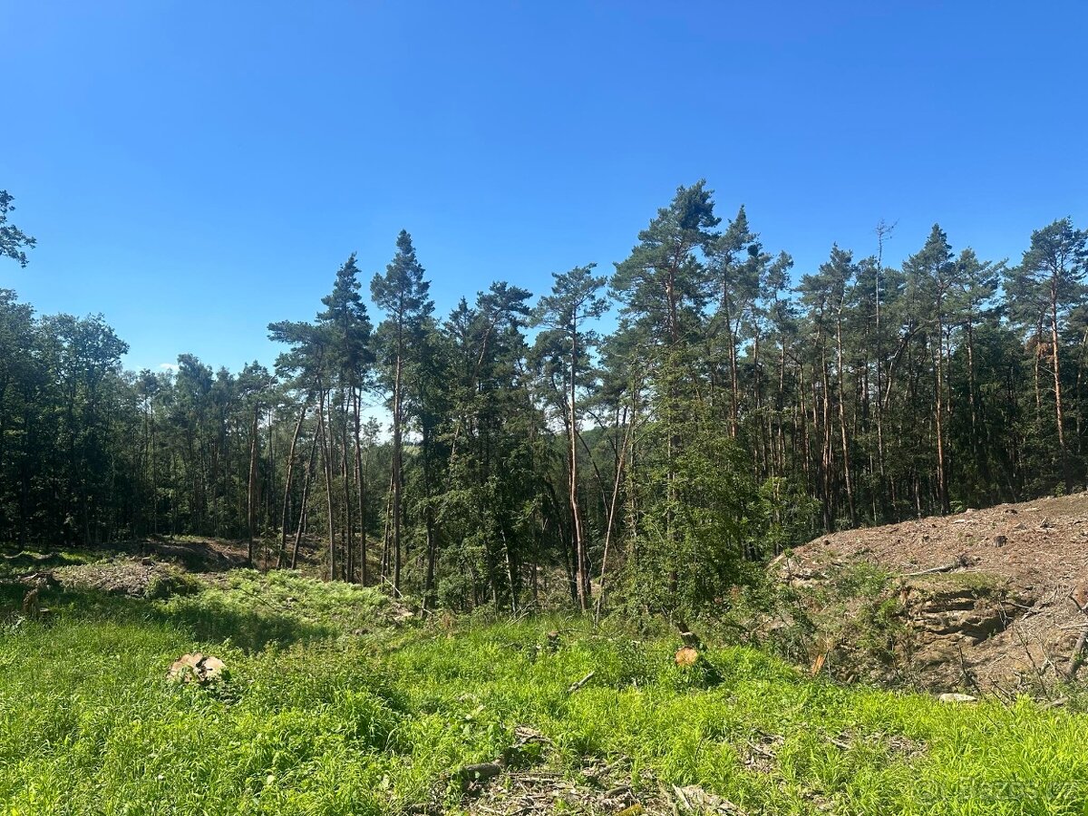 Prodej lesa 27 933 m², Nebužely okr. Mělník