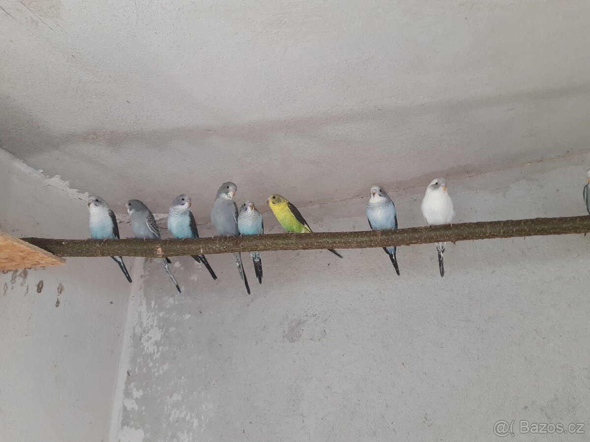 Andulky black wing a štěpáci