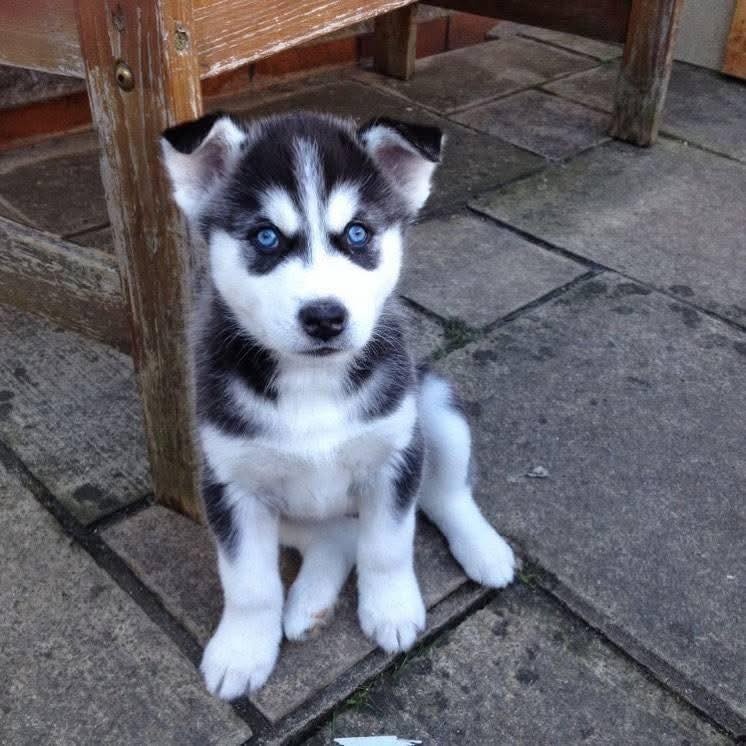 Sibiřský husky štěňátka