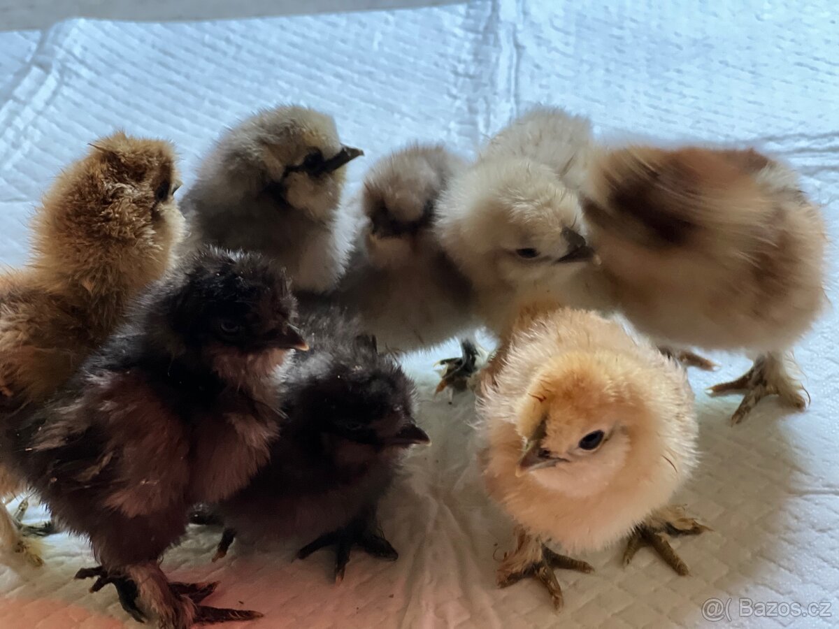 Hedvábnička velká 8-10dní 🐣🐣🐣