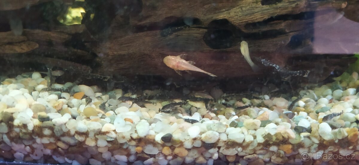 Ancistrus