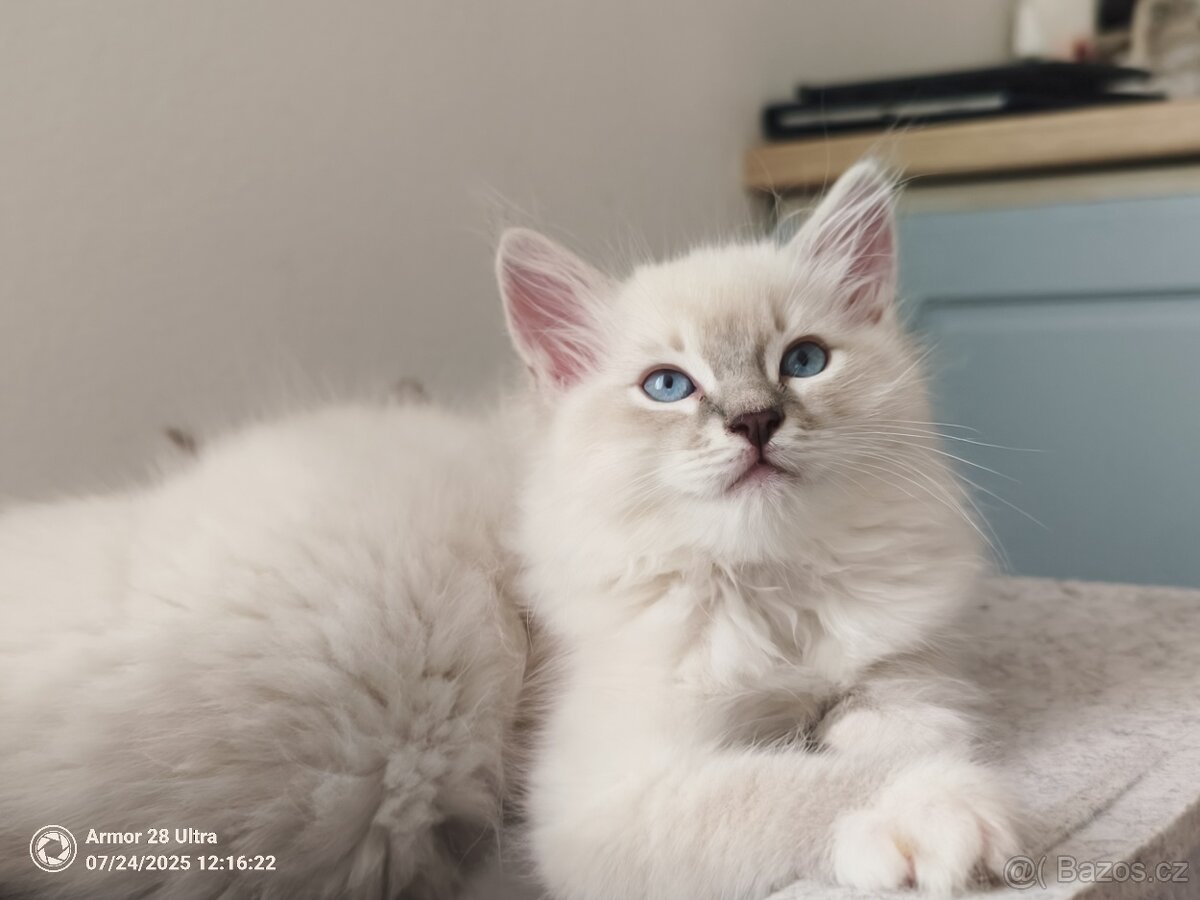 Koťata Ragdoll