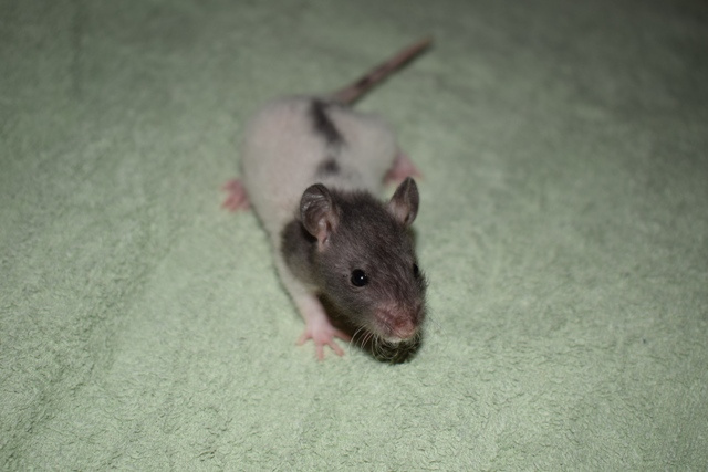 Potkani - fuzz, standard, dwarf