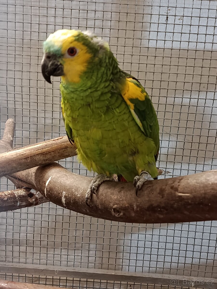 REZERVACE 10.12. Chovný pár Amazoňanů modročelých velkých.
