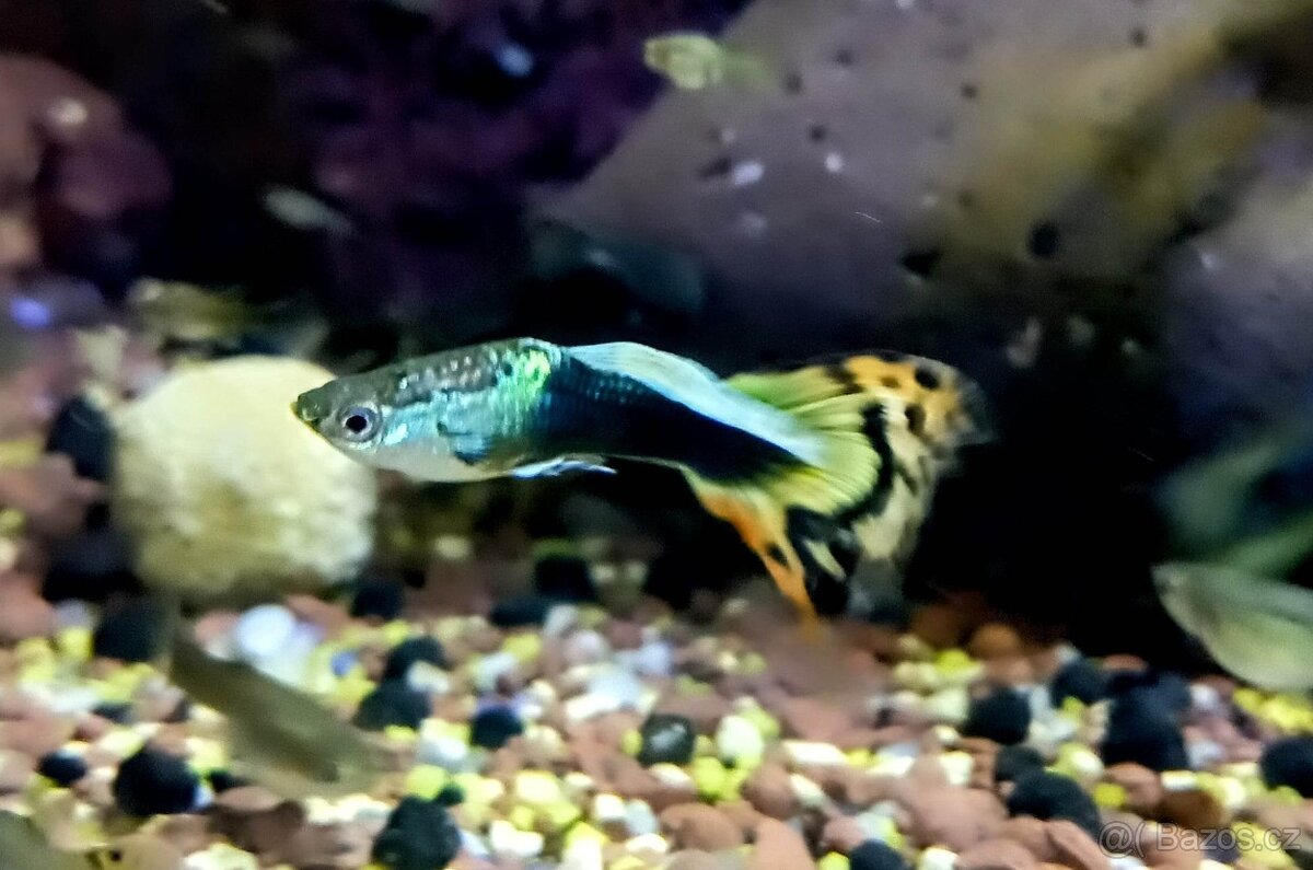 Paví očka Guppky Prachaticko 100 ks