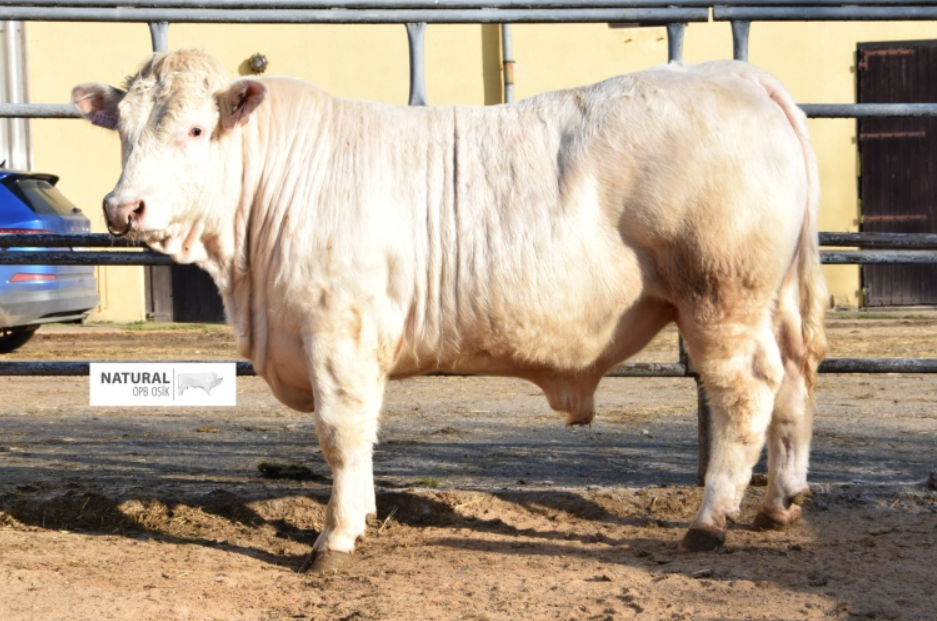 Plemenný býk charolais