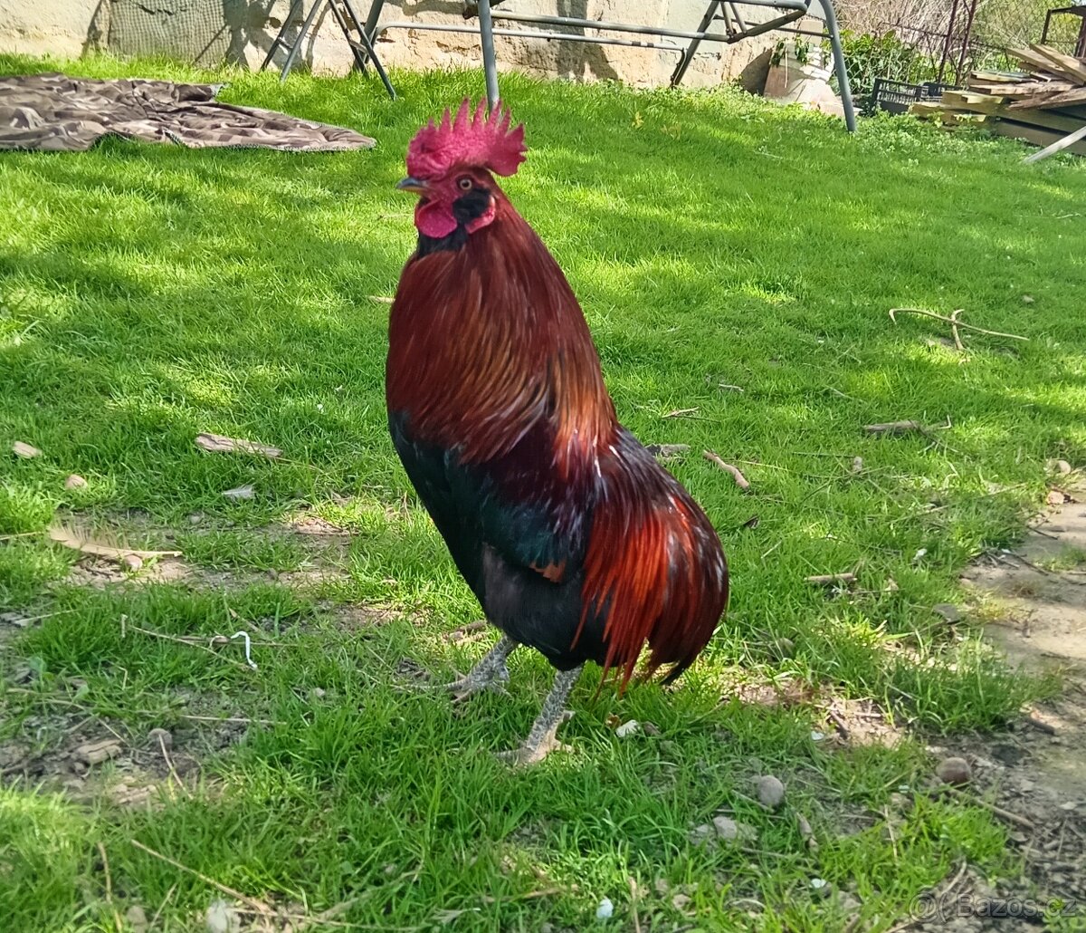 Kohoutek