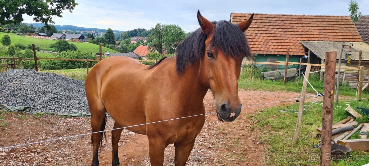 Prodáme 18letého valacha