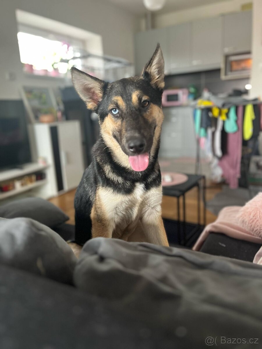 ALI - štěně, cca 20 kg, 7 měsíců