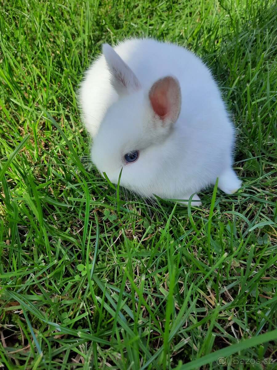 Zakrslý králíček