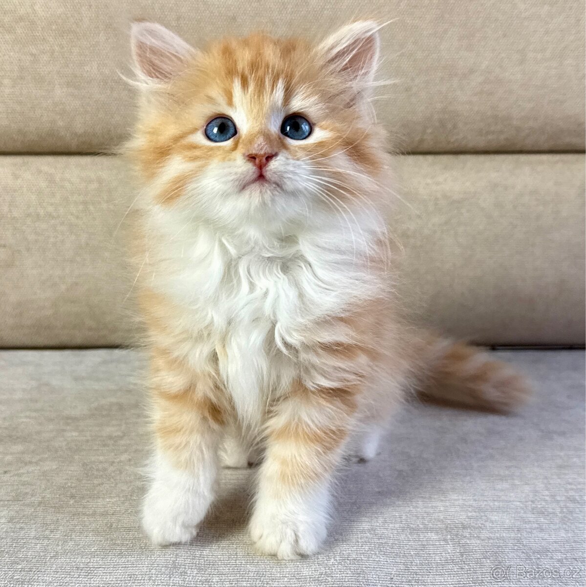 Sibiřská kočka - kocourek Michael s PP