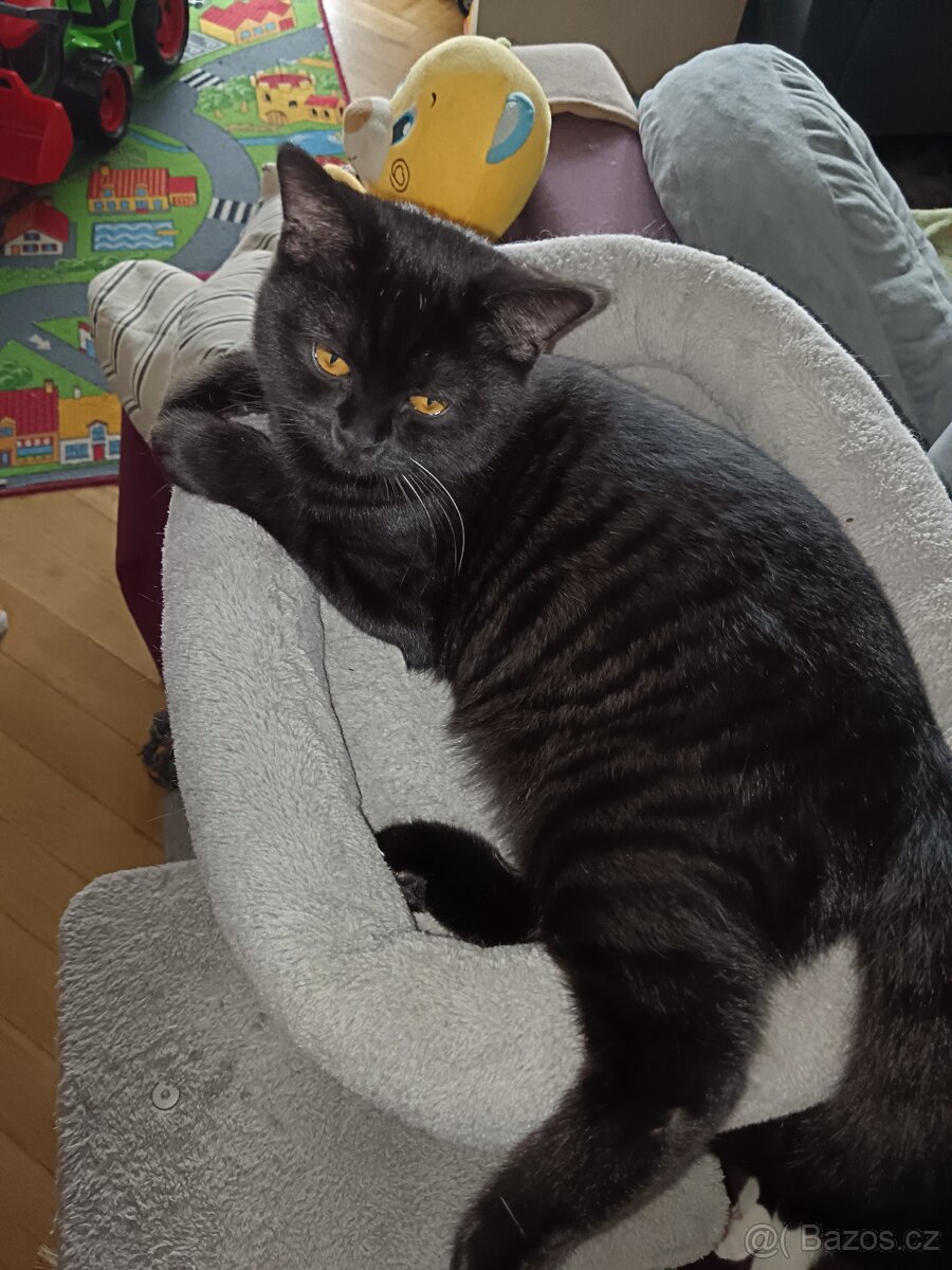 Britské kotě, britský kocour, britská kočka