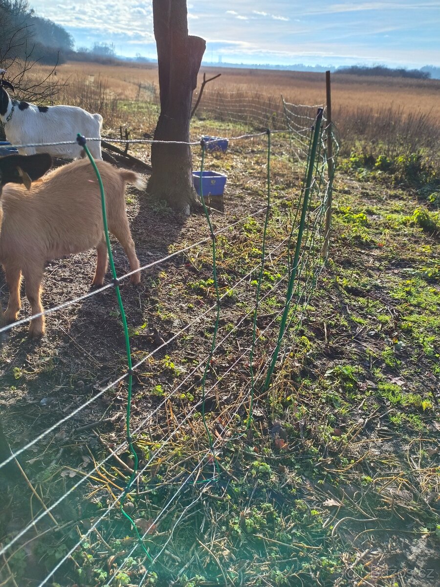 Elektrický ohradník pro ovce či kozy