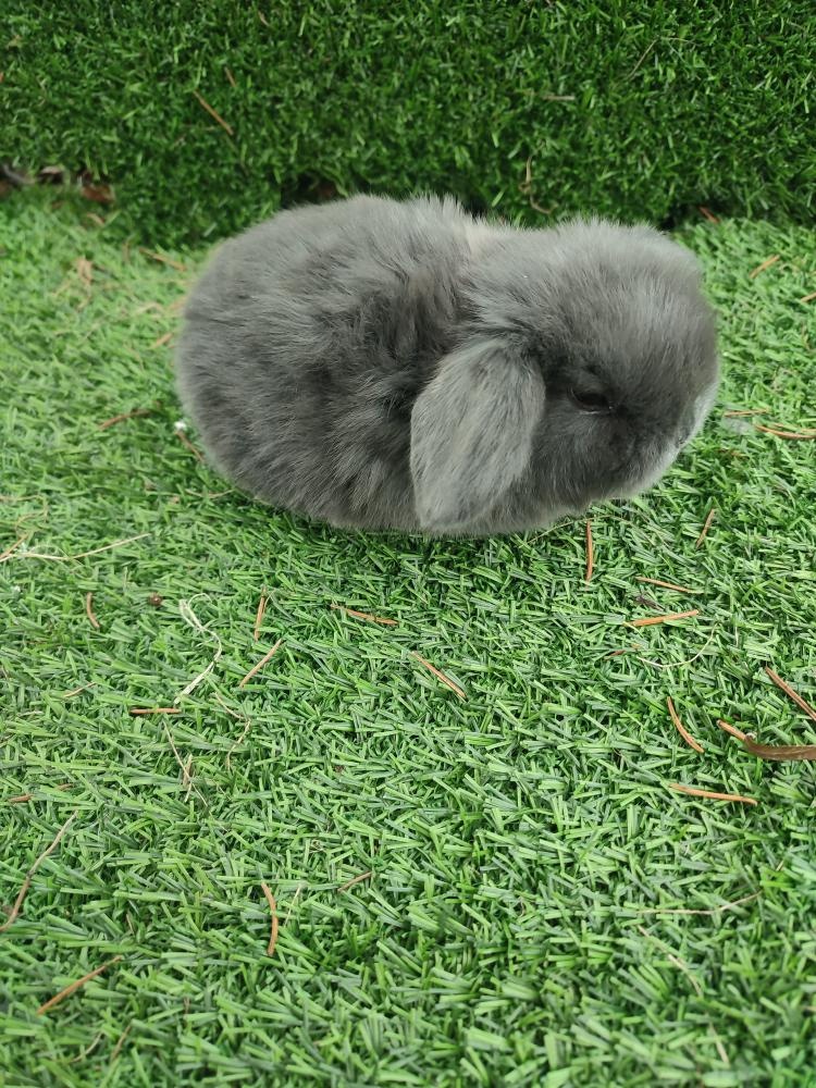 Zakrslý králíček beránek