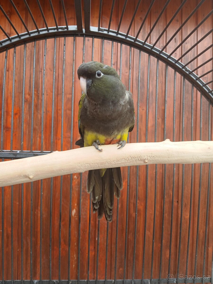 papoušek Patagonský