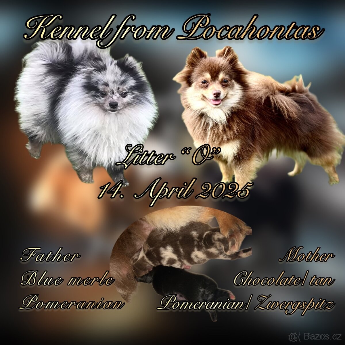 Pomeranian Pomerian Pomik s PP
