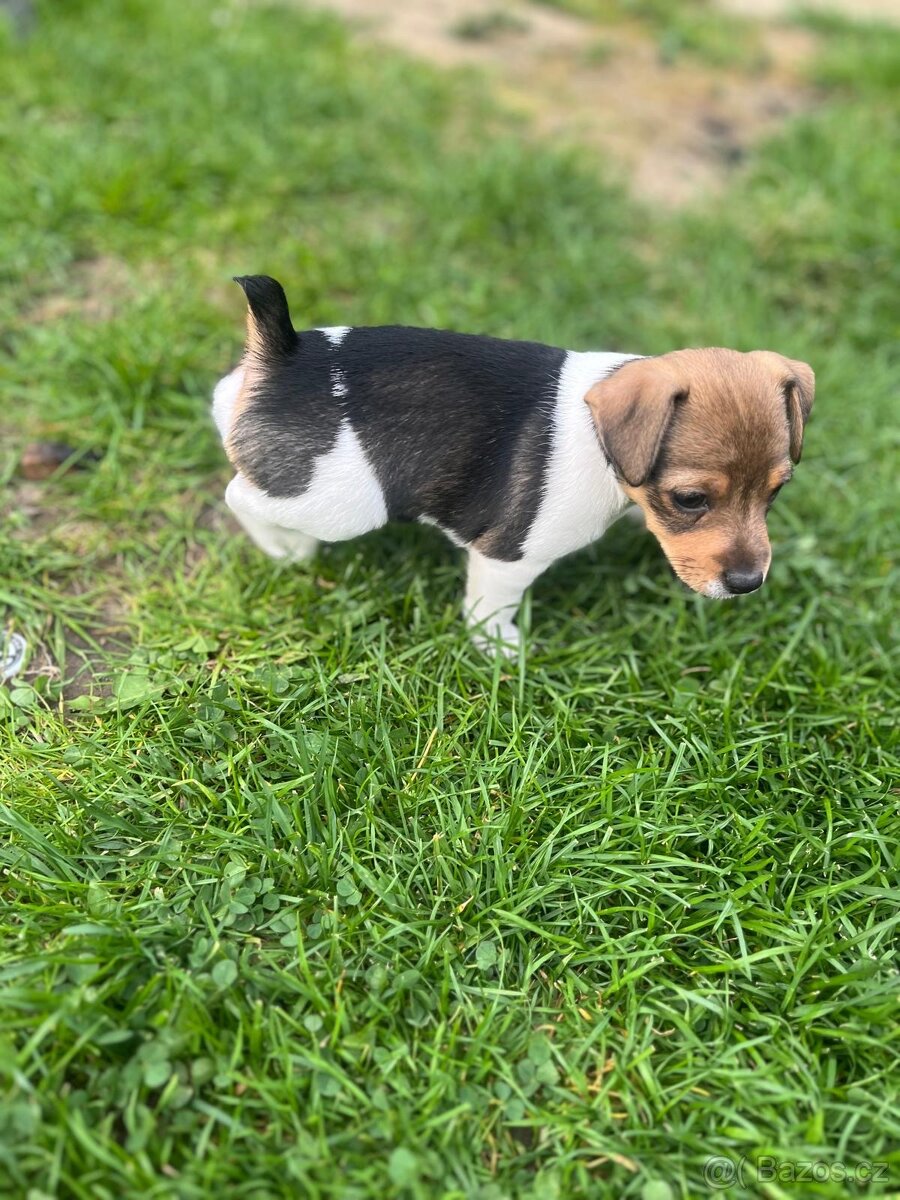 Jack Russel Terier