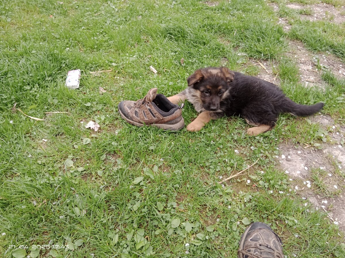 Štěňata německého ovčáka