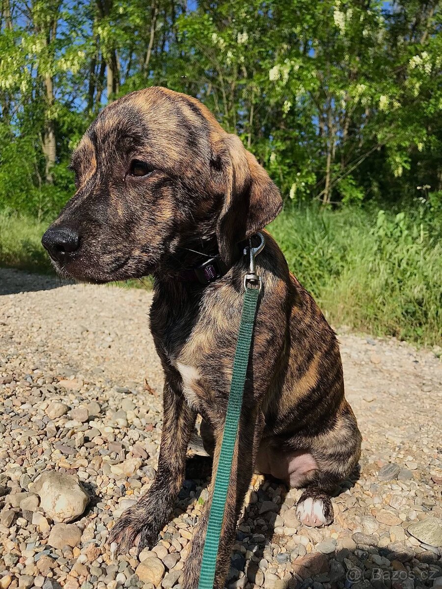 Kříženec pitbulla fenka