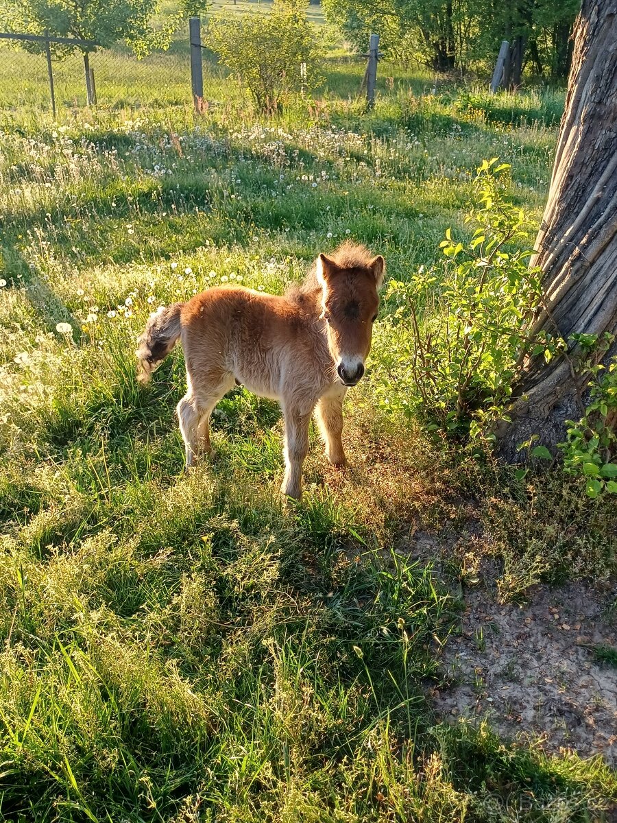 Mini pony