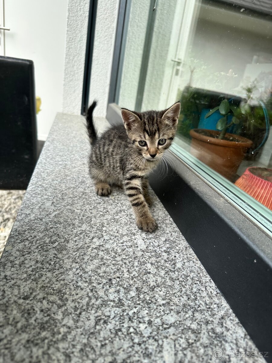 koťata