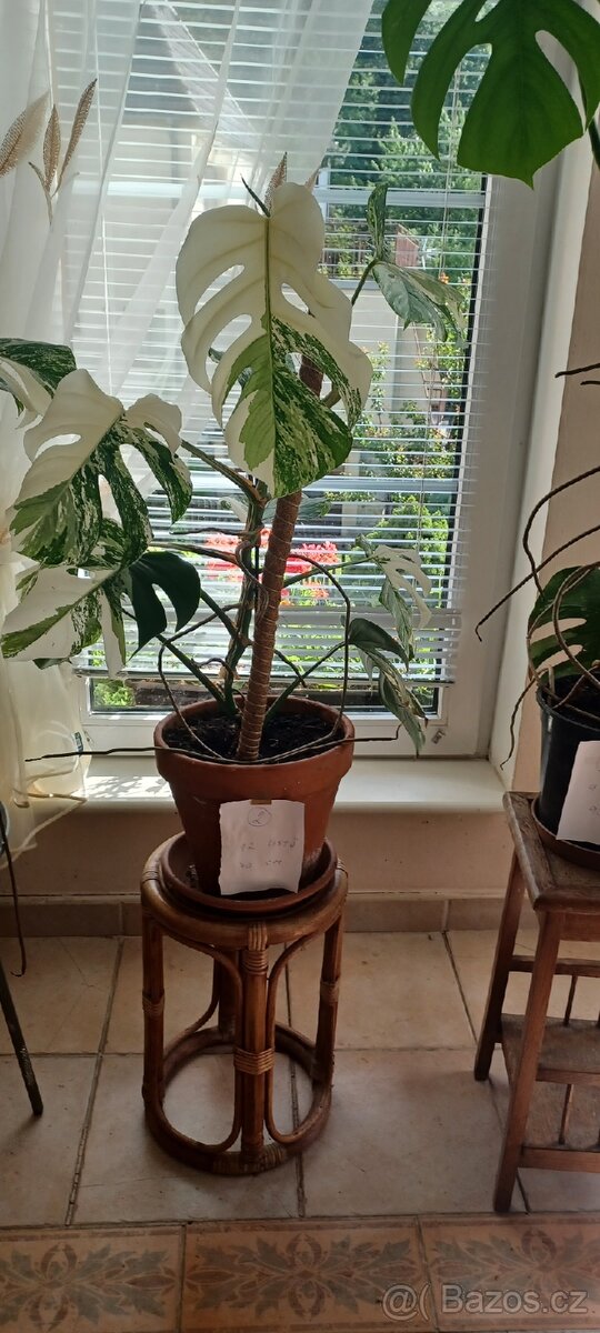 Monstera albo