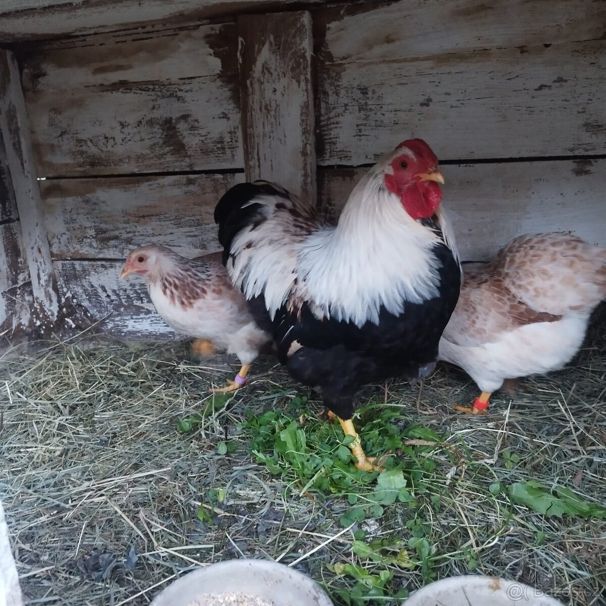 Koupim kohouta wyandotky zdrobnělí lososoví