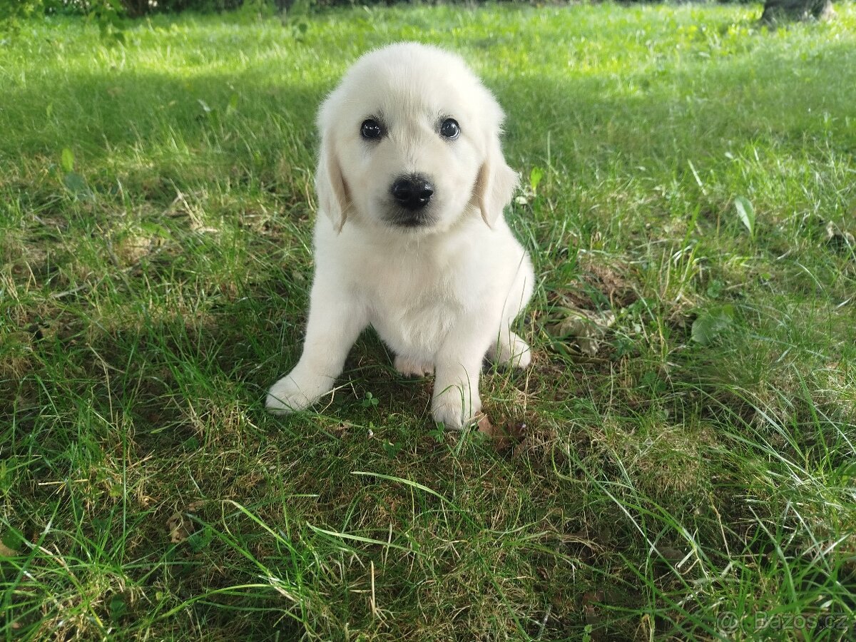 Zlatý retrívr / retriever