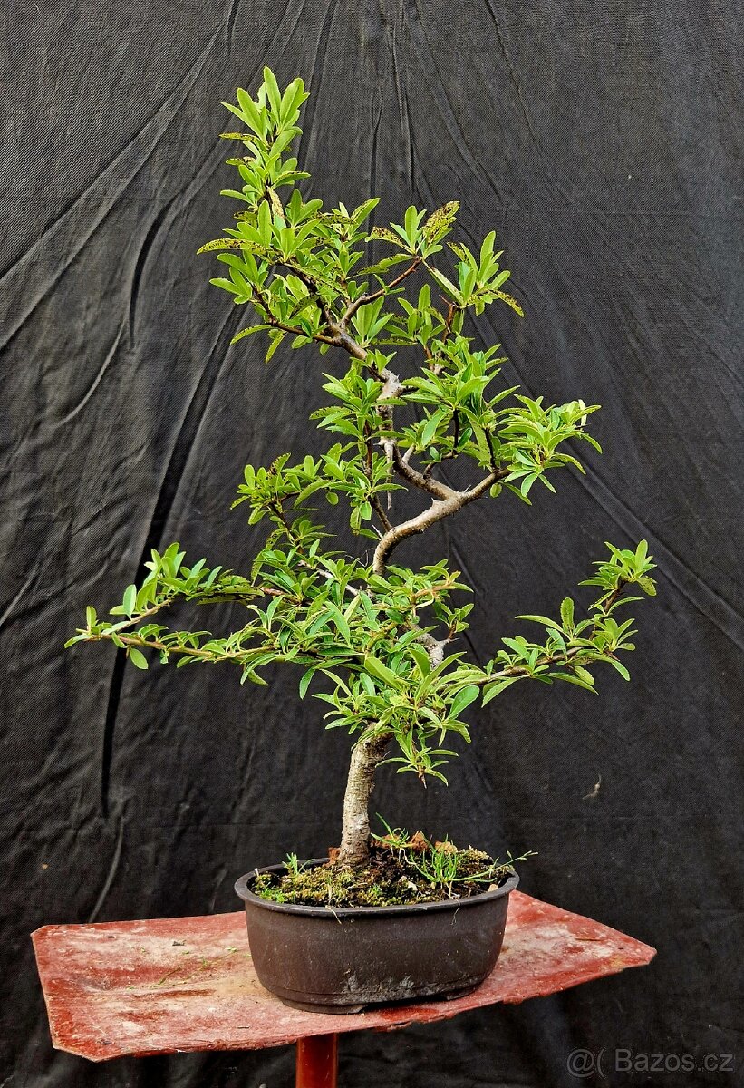Bonsai,Bonsaj -Hlohyne 1