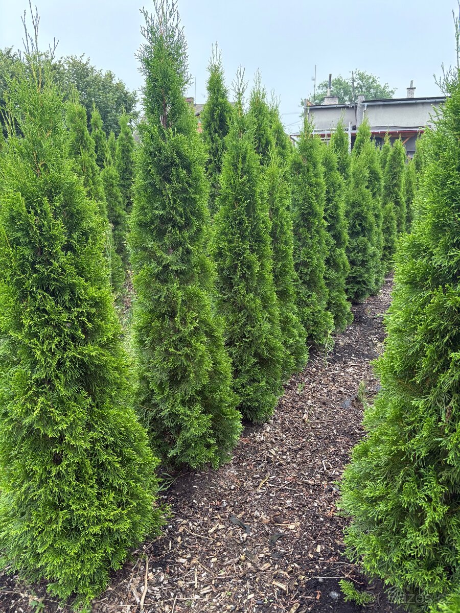 Túje Smaragd na živý plot