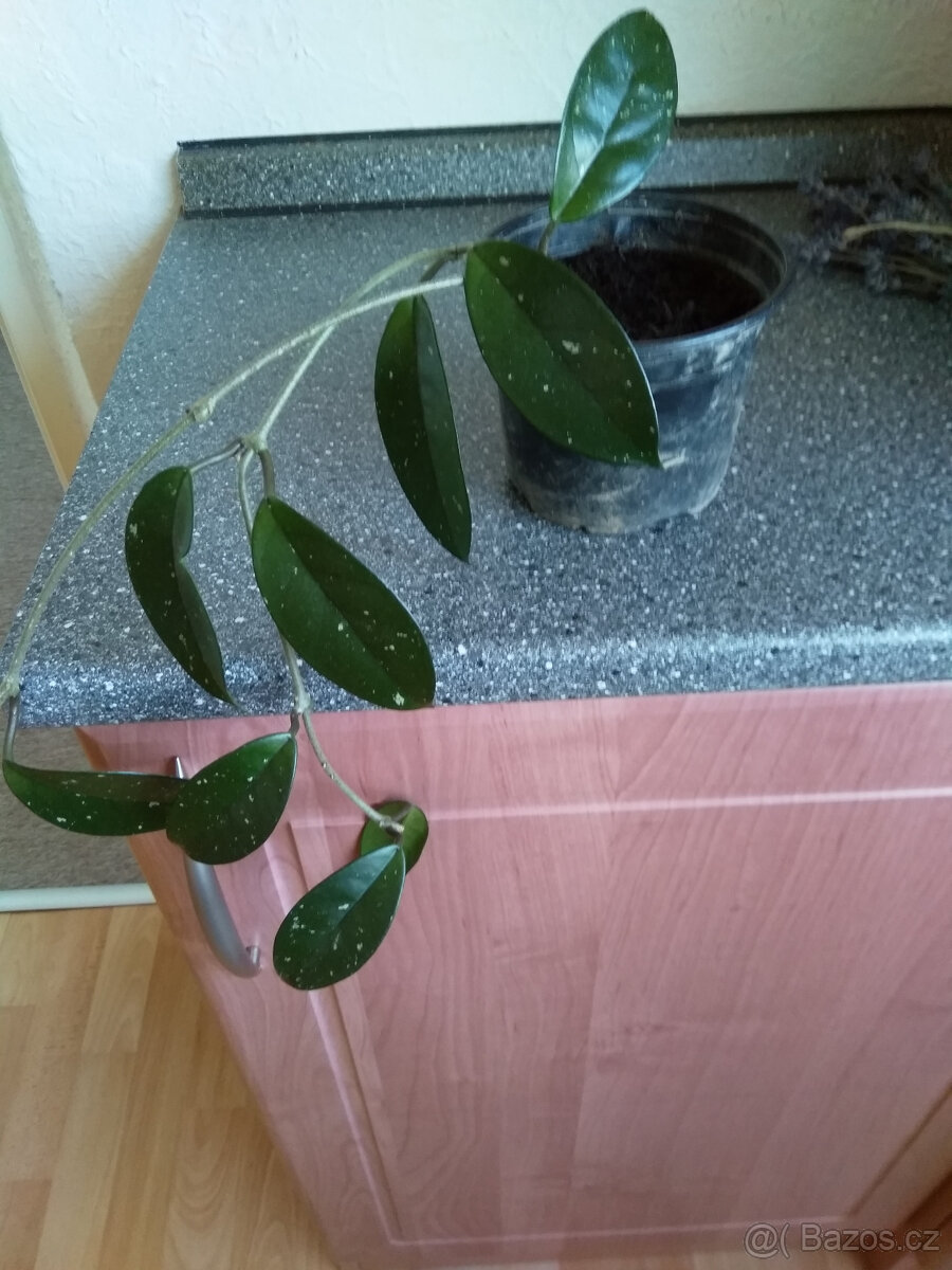 Voskovka Hoya, sazenice, pokojová rostlina