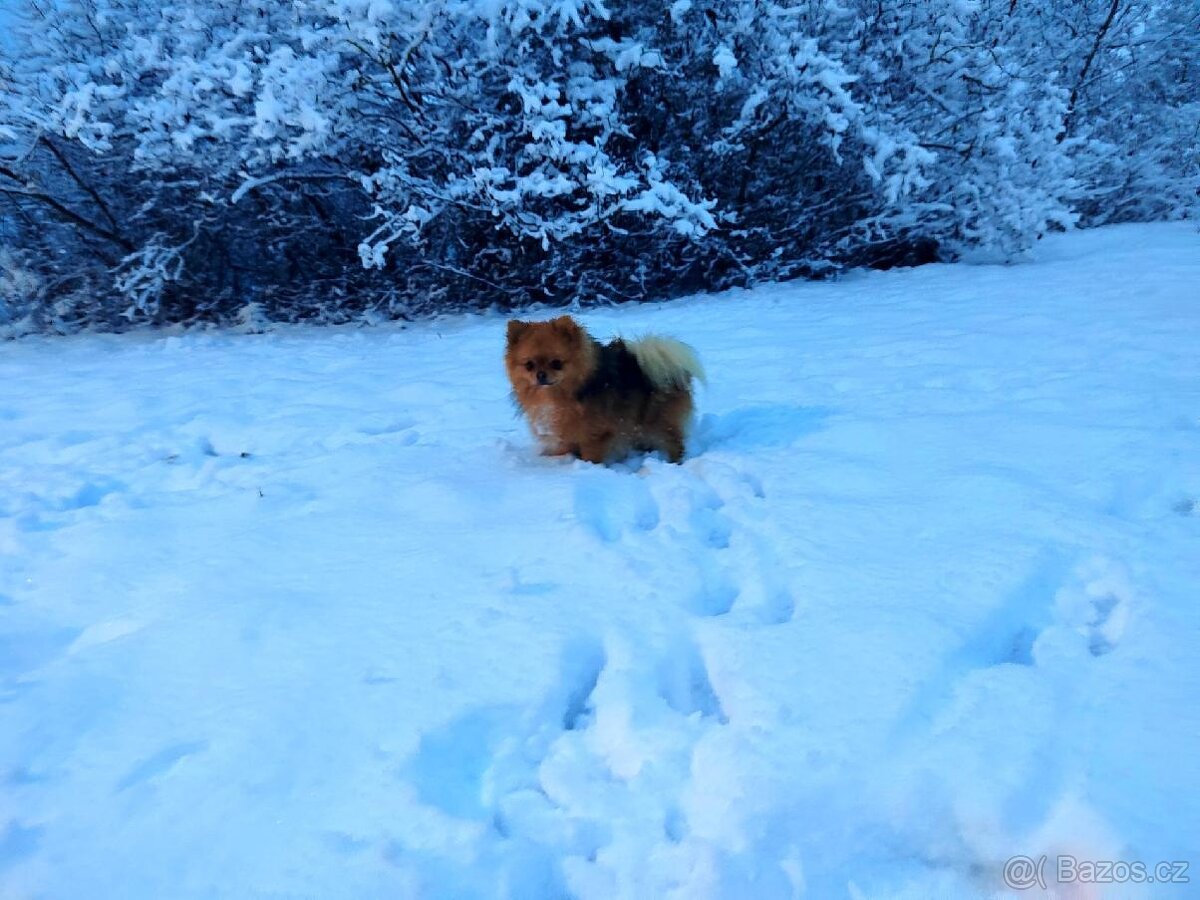 Pomerian pejsek s PP / Pomeranian